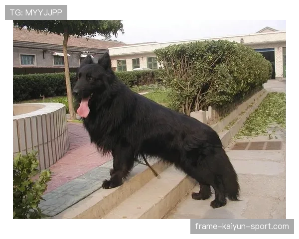 俄罗斯黑熊闯入城市致命事件引关注,俄罗斯黑熊犬 俄罗斯黑熊闯入城市致命事件引关注,俄罗斯黑熊犬